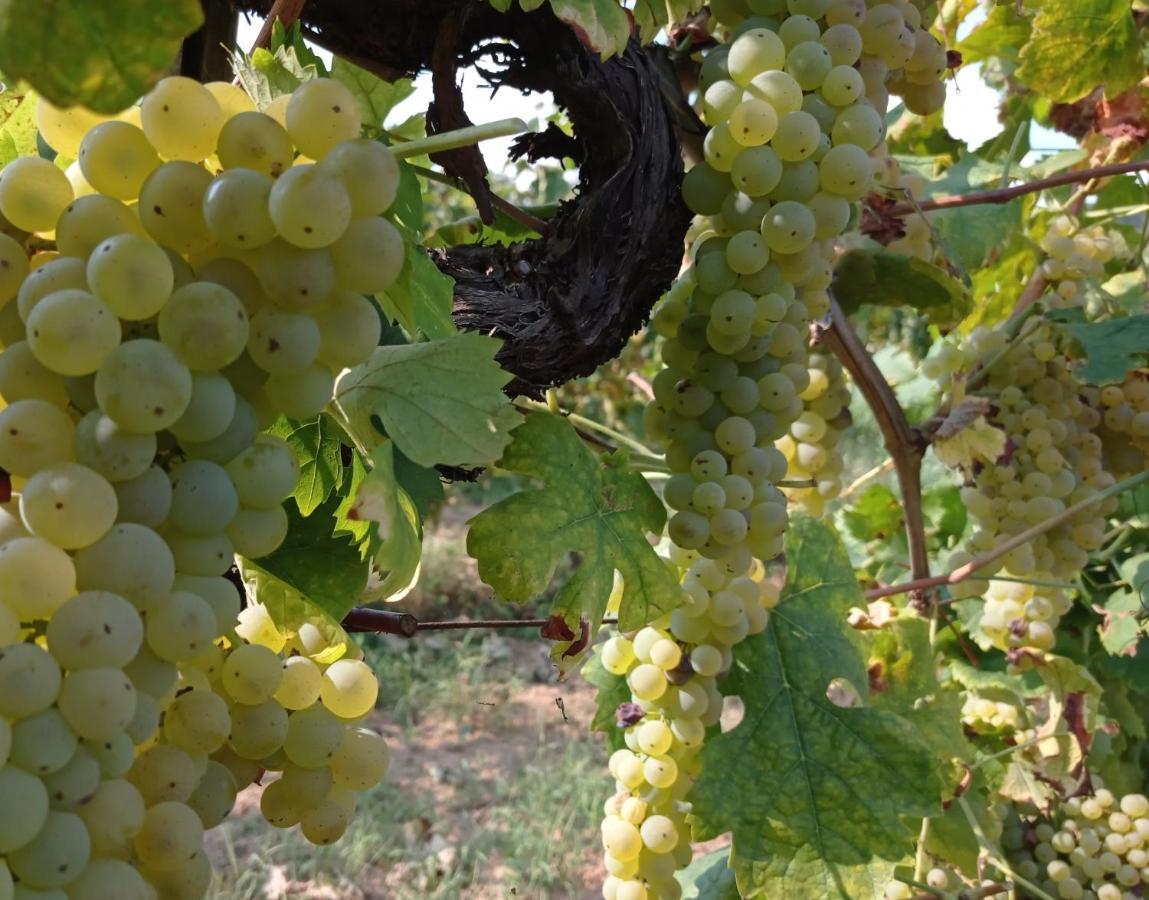 Agriturismo Tenuta La Fratta Bagni di Lucca Ngoại thất bức ảnh